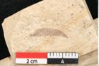 Foto (Detailansicht) von Epacris kymeana Ettingshausen (NHMW-GEO-2024-0188-8192)
